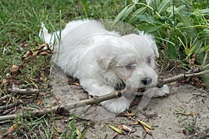 Maltese dog