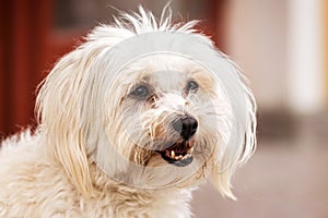 Maltese dog