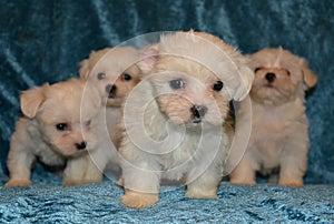 Maltese dog puppies photo