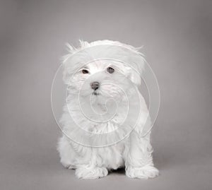 Maltese dog puppy