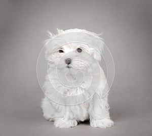 Maltese dog puppy