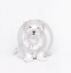 Maltese dog puppy