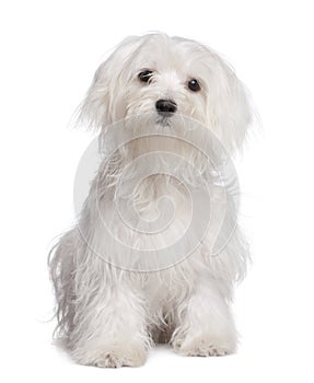 Maltese dog puppy (7 months old)