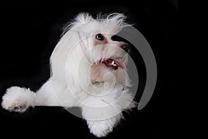 Maltese Dog Puppy