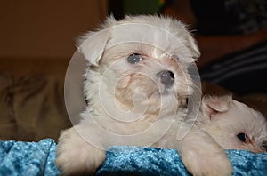 Maltese dog puppy photo