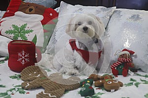 Maltese Dog ready for Christmas.