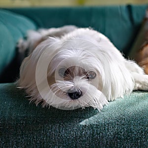Maltese dog resting on the sofa, AI generated