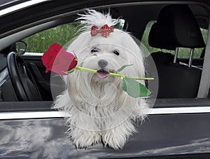 Maltese dog with a rose in teeth in the car looking out the window