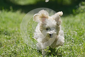 Maltese dog running and jumping