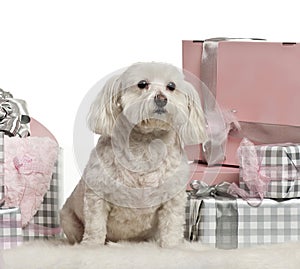 Maltese dog sitting with Christmas gifts