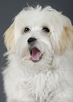 Maltese dog sitting with mouth open