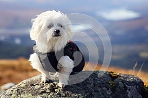 Maltese dog sitting on a rock with mountain and lake background
