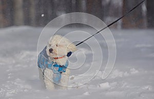 Maltese dog in snowstorm