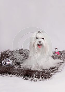 Maltese dog