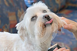 Maltese dog throat grooming