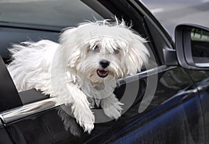 Maltese dog