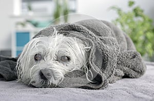 Maltese dog wrapped in towel after washing and grooming or treatment