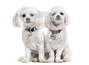 Maltese dogs, 4 years old, sitting against white background