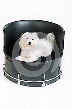 Maltese drummer dog