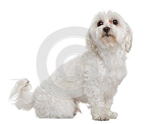 Maltese in front of white background photo