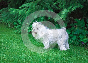 Maltese in the garden Daytime photography of pets