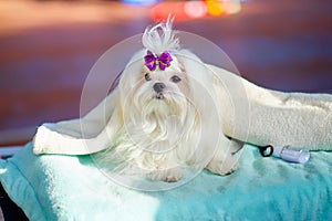 Maltese lapdog with a charming hairstyle lies on the table before the performance at the exhibition