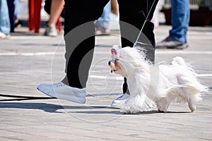 Maltese lapdog dog runs next to the owner of the dog