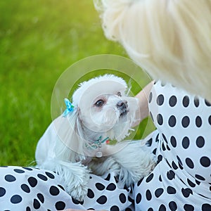 The Maltese lapdog looks at its mistress