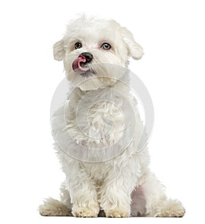 Maltese licking, sitting, 7 months old, isolated