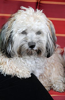 Maltese mongrel resting on a garden chair