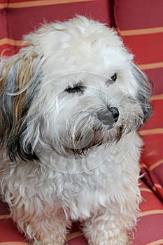 Maltese mongrel resting on a garden chair