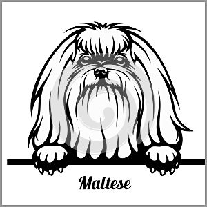 Maltese - Peeking Dogs - - breed face head isolated on white
