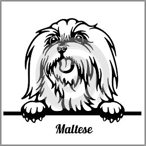 Maltese - Peeking Dogs - - breed face head isolated on white photo