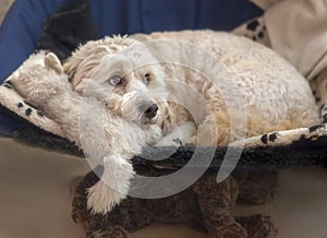 Maltese-Poodle mix Maltipoo Puppy Dog with Soft Toys