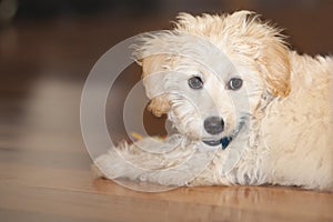 Maltese-Poodle Puppy Portrait