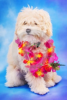 Maltese/poodle puppy posing with Hawaiian lei
