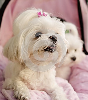 Maltese puppies