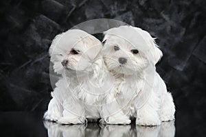 Maltese puppies on dark background