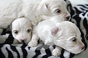 Maltese puppies zebra print