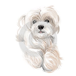 Maltese puppy, canis maelitacus breed of toy type