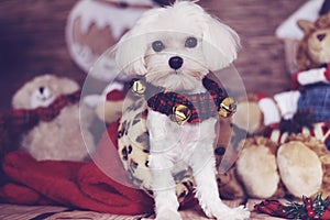 Maltese puppy in a christmas stocking
