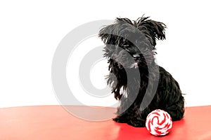Maltese puppy dog