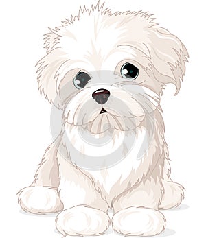 Maltese Puppy Dog photo