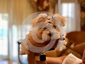 Maltese puppy in hands