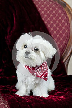 Maltese Puppy On Red