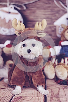 Maltese puppy reindeer costume vertical