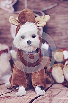 Maltese puppy reindeer