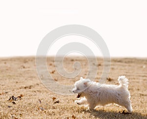 Maltese puppy running
