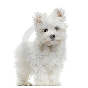 Maltese puppy standing, looking at the camera, 2 months old