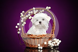 Maltese puppy in wicker basket photo